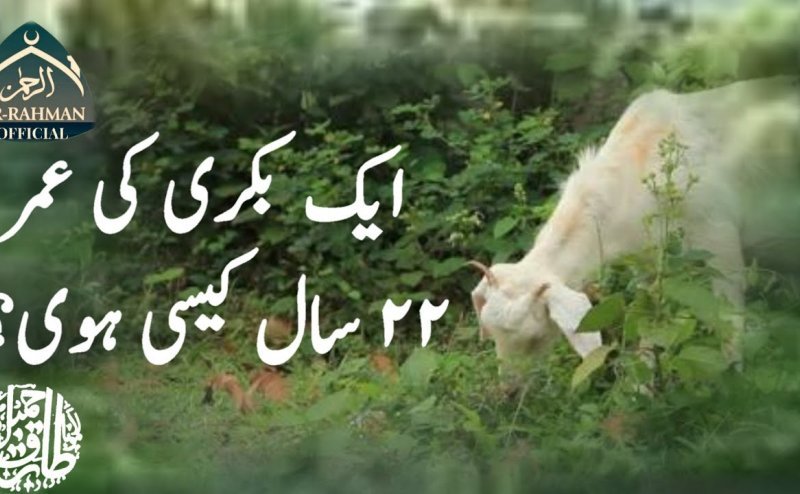 Ek Bakri Ki Umr 22 Saal Kayse Hue