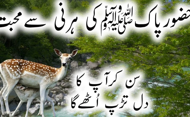 Aik Hirni Se Muhabbat Ka Waqia